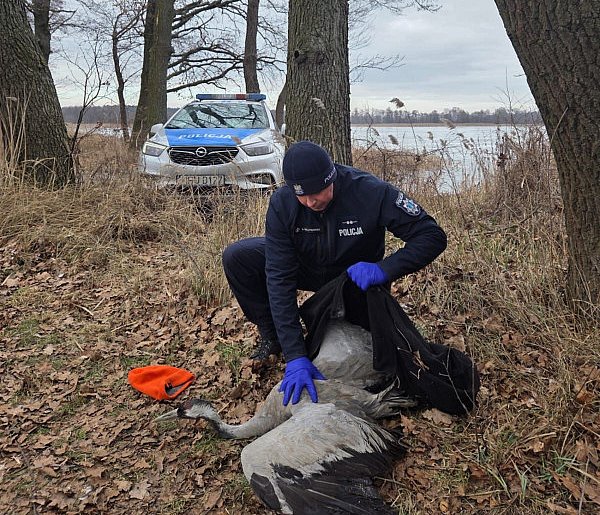Dzielnicowi uratowali żurawia. Leżał na zamarzniętym jeziorze (zdjęcia)