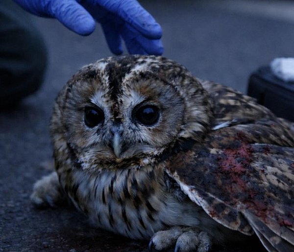 Mieszkaniec dał znać, strażnicy miejscy zareagowali i pomogli