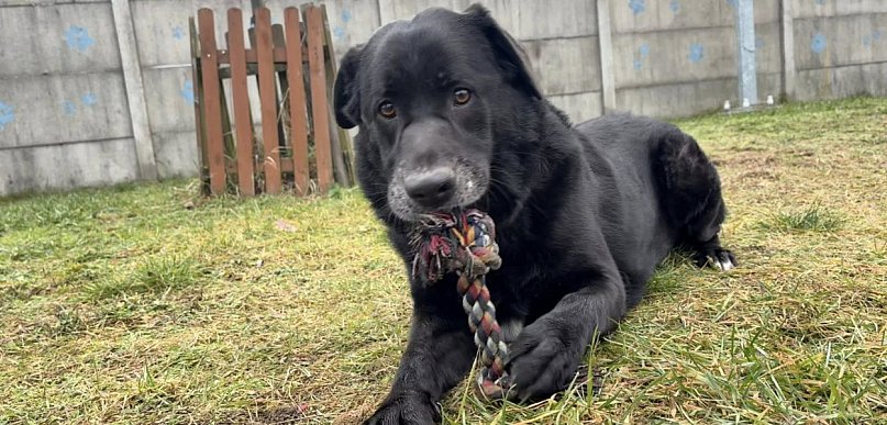 Po aferze w Sobolewie jest kontrola w schronisku dla zwierząt w Henrykowie