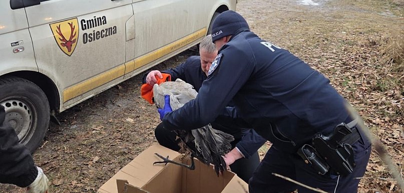 Dzielnicowi uratowali żurawia. Leżał na zamarzniętym jeziorze (zdjęcia)