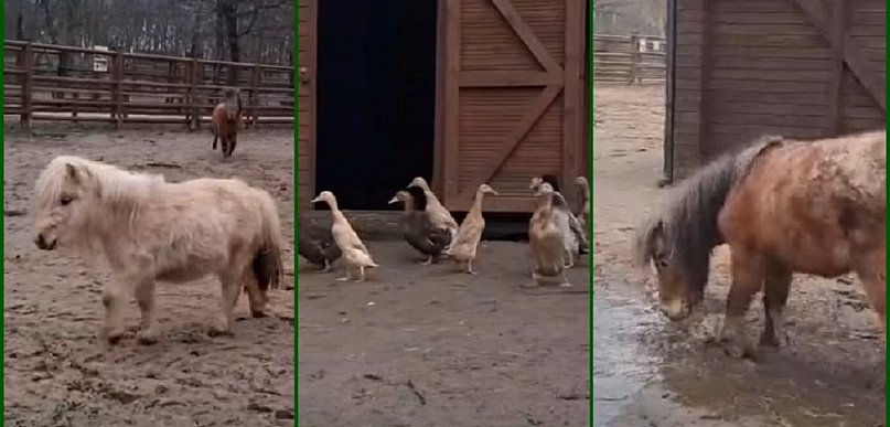 Zwierzęta w Mini ZOO już się cieszą na wiosnę. Zobaczcie to nagranie (film)