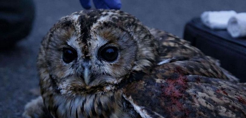 Niecodzienna interwencja Straży Miejskiej w Lesznie
