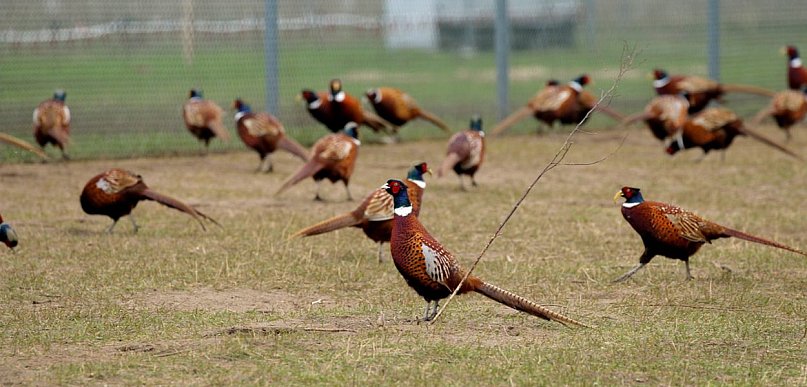 Uśmiercono 2700 bażantów. Obostrzenia dotkną także powiat leszczyński