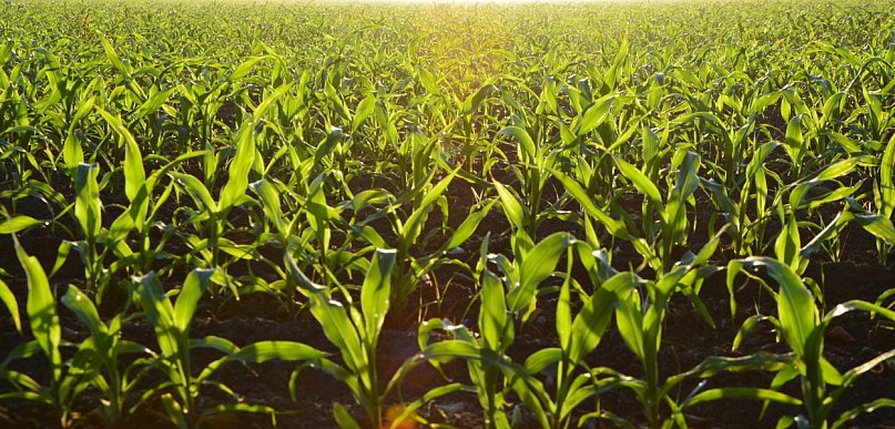 Jasnota purpurowa w kukurydzy: cichy rywal plantacji i sposoby zwalczania