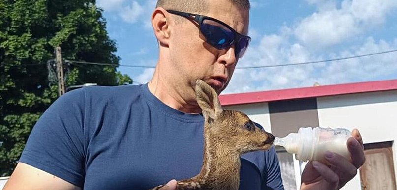 Młoda sarna na podwórzu. Odpowiednio zadziałał dzielnicowy