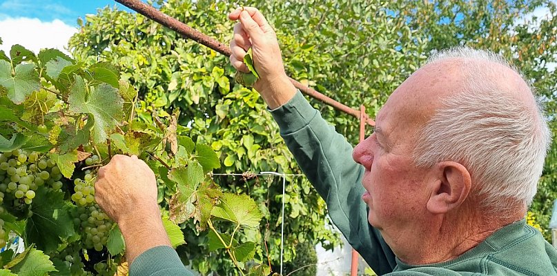 Działkowcy są zgodni: przez zmiany klimatu przyroda głupieje (zdjęcia) - 78957