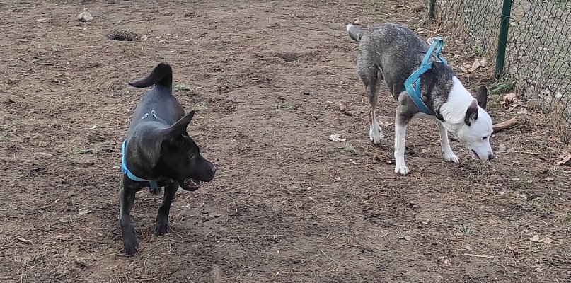 Przyjdź z psem, albo sam. Każdy jest mile widziany - 80444