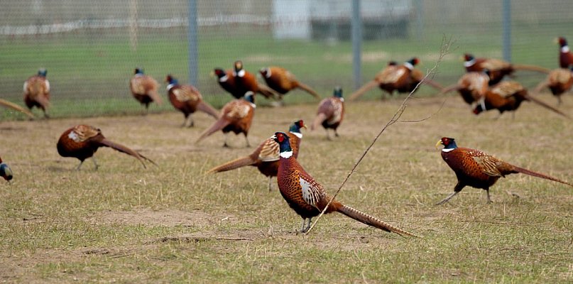 Uśmiercono 2700 bażantów. Obostrzenia dotkną także powiat leszczyński