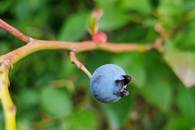 Przez zmiany klimatu przyroda głupieje