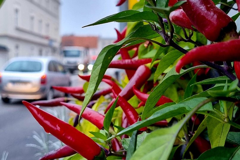 Jesienny spacer po Rydzynie