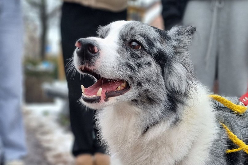 I Leszczyński Marsz Piesków