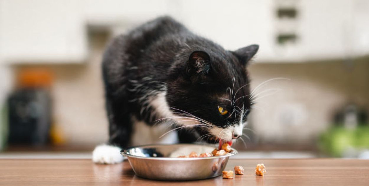 Z czego robi się Whiskas: Fakty o składnikach i procesie produkcji