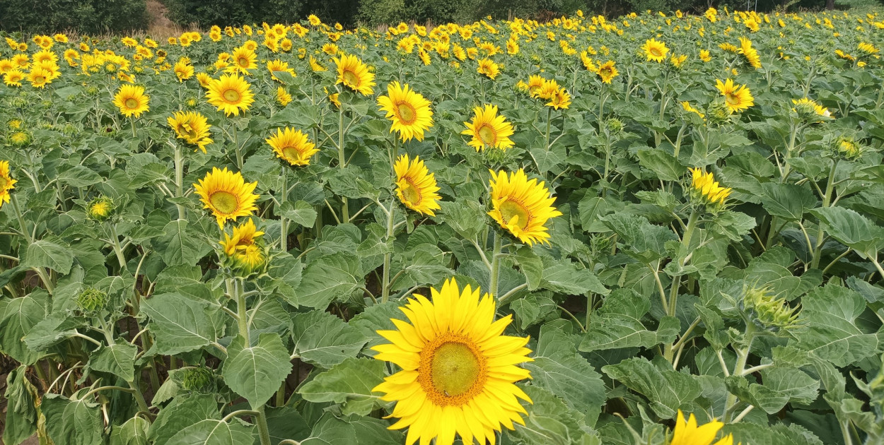 Samoobsługowa kwiaciarnia ze słonecznikami znów otwarta 