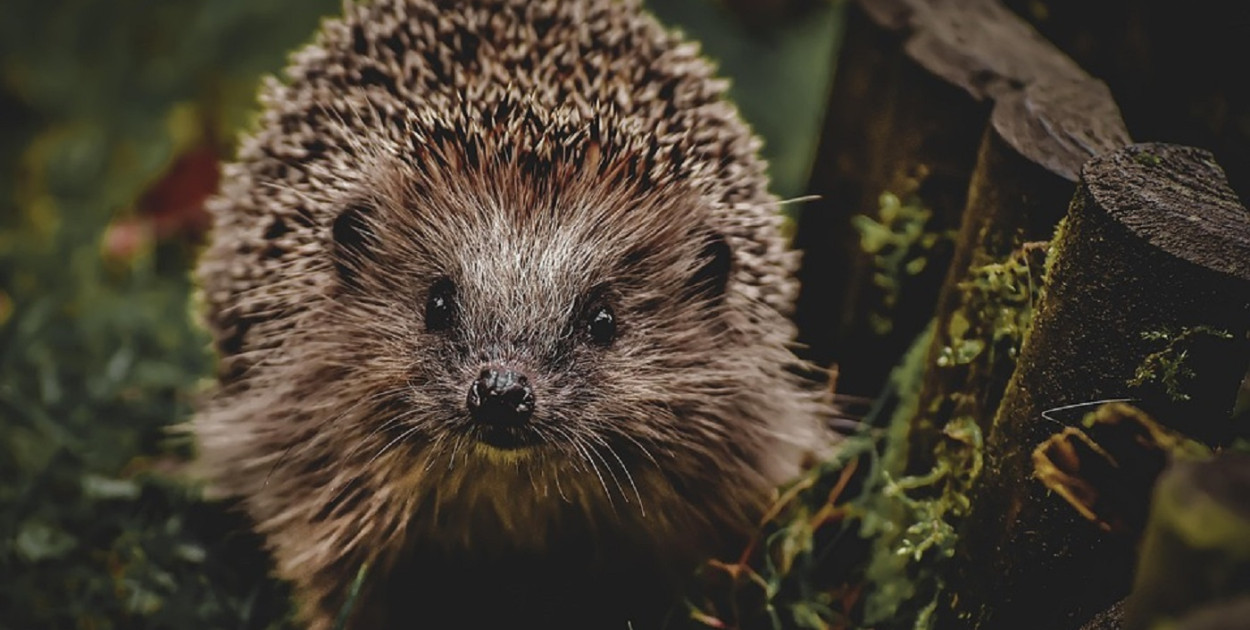 Jeż utknął w ogrodzeniu. Uratowali go strażnicy miejscy i strażacy (zdjęcia) 