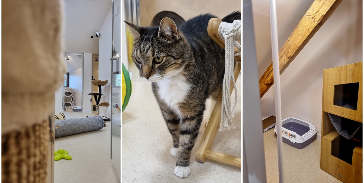 W Lesznie powstał hotel dla kotów. Nazywa się Złoty Strych (zdjęcia)