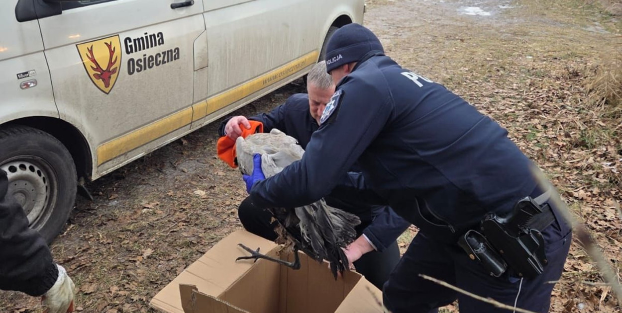 Dzielnicowi uratowali żurawia. Leżał na zamarzniętym jeziorze (zdjęcia)