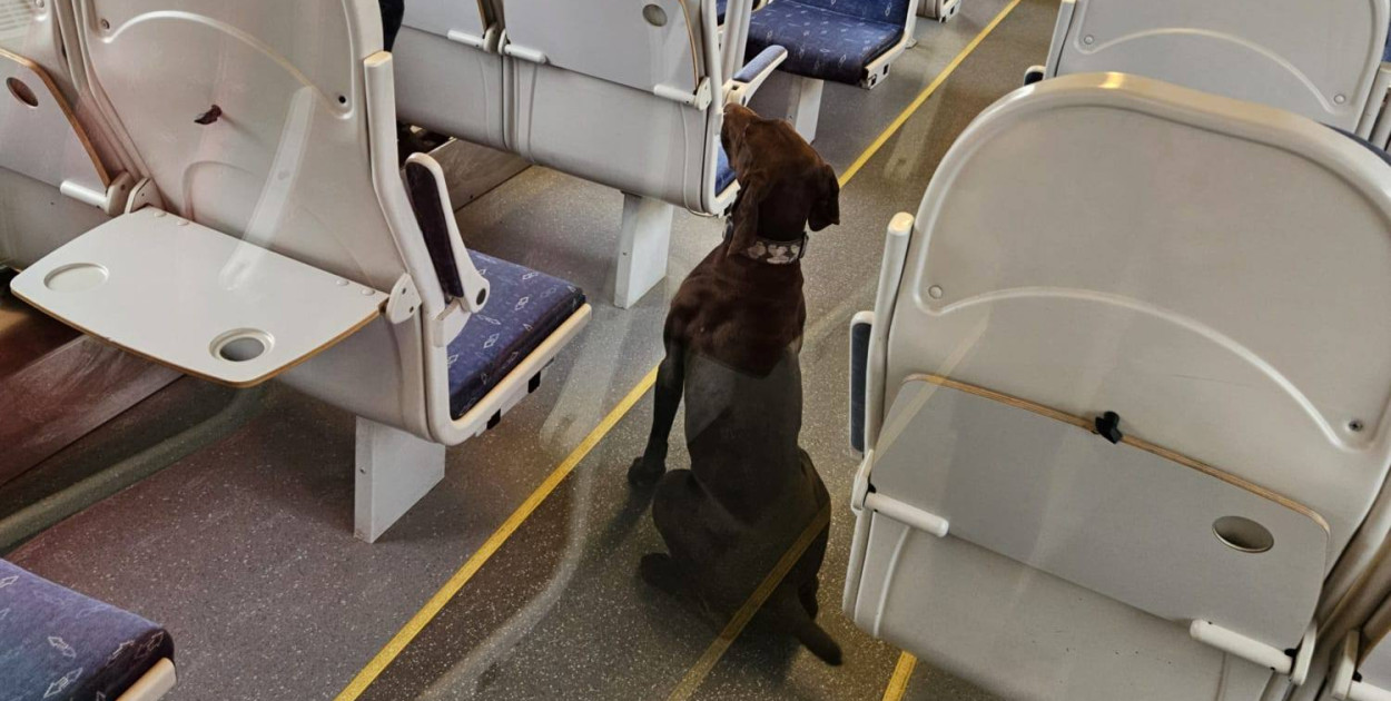 Policyjne psy szukały narkotyków i ładunków wybuchowych w Polregio (zdjęcia)