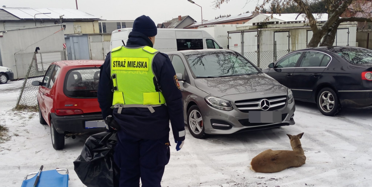 Ranna sarna leżała na poboczu drogi (zdjęcia)