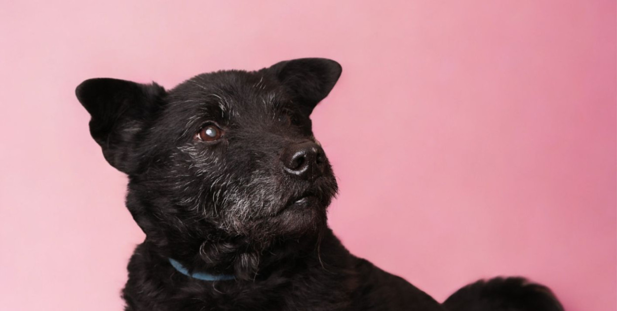 Psy z Henrykowa. Czy skradną czyjeś serce (zdjęcia)