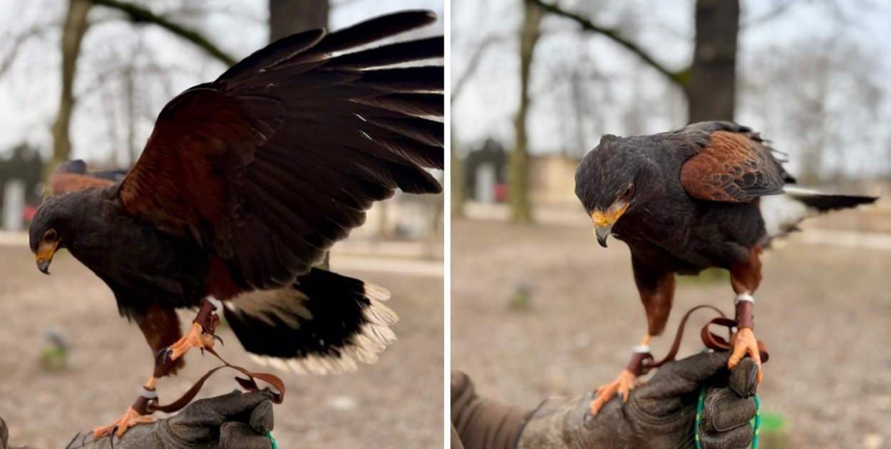 W parku Kościuszki w Lesznie pojawiły się dwa drapieżne ptaki