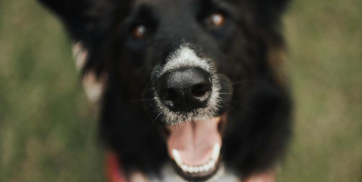 Pilny apel Boszkowskich Kotów i Psów. Stowarzyszenie prosi o pomoc dla zwierząt